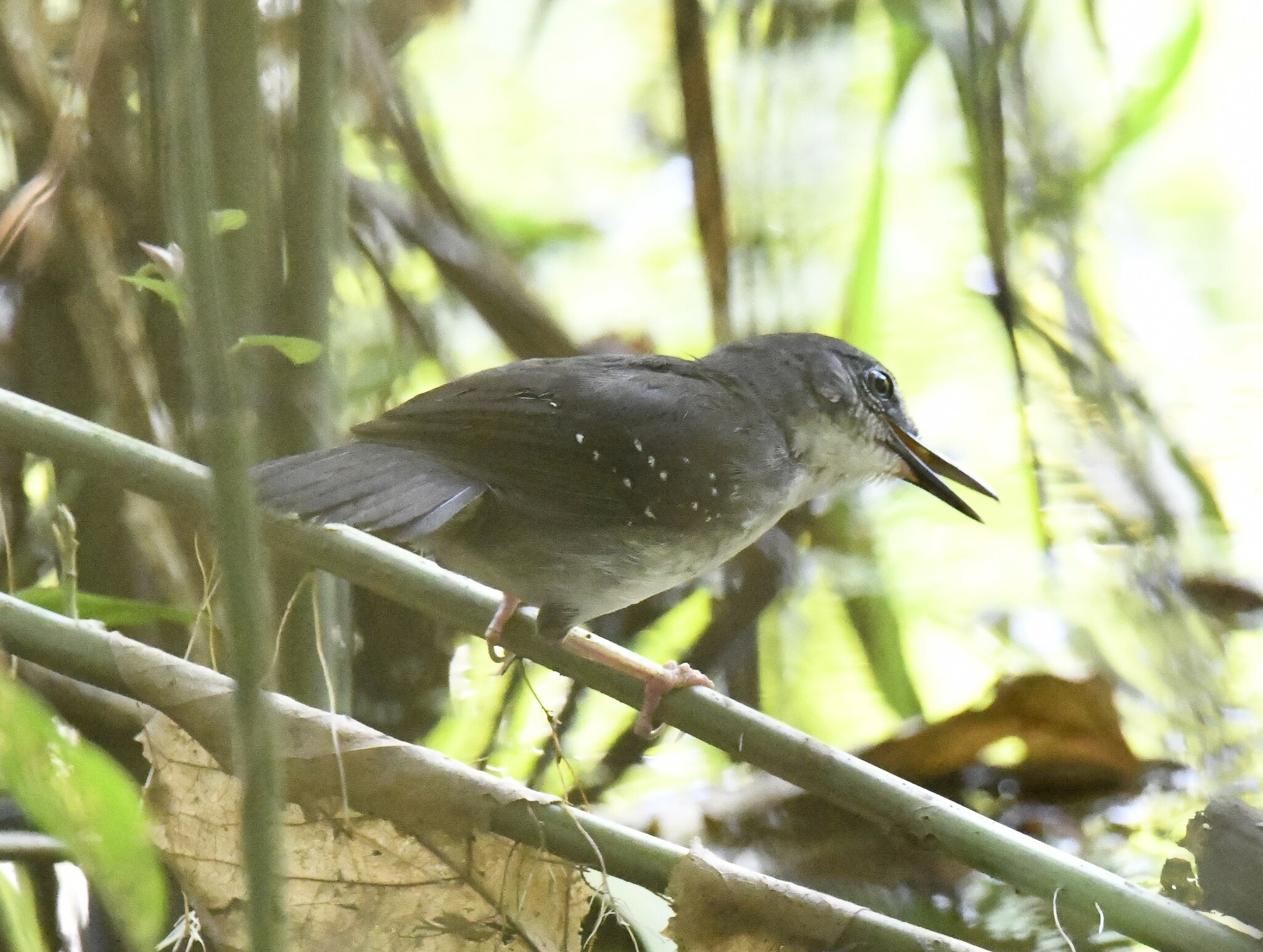 Silvered Antbird (Sclateria naevia), photo 7