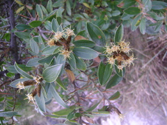 Dasyphyllum ferox