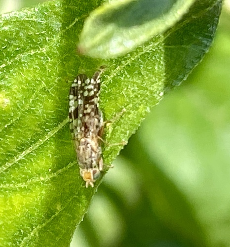 iNaturalist observation photo of Sunflower Seed Maggot