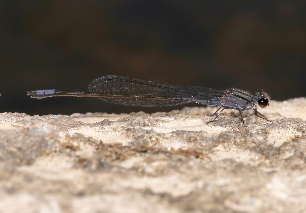 Purple Bluet