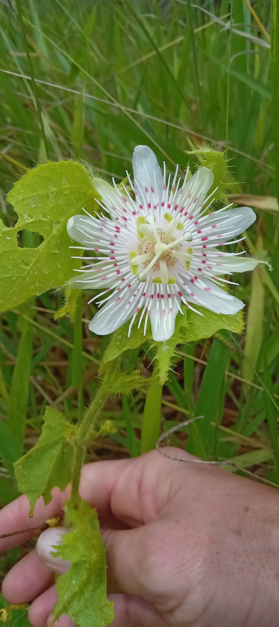Passiflora villosa