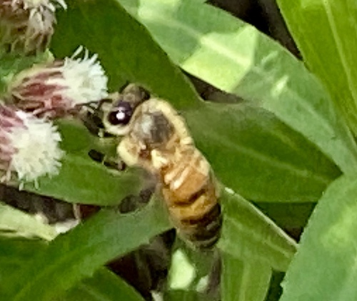 iNaturalist observation photo of Western Honey Bee