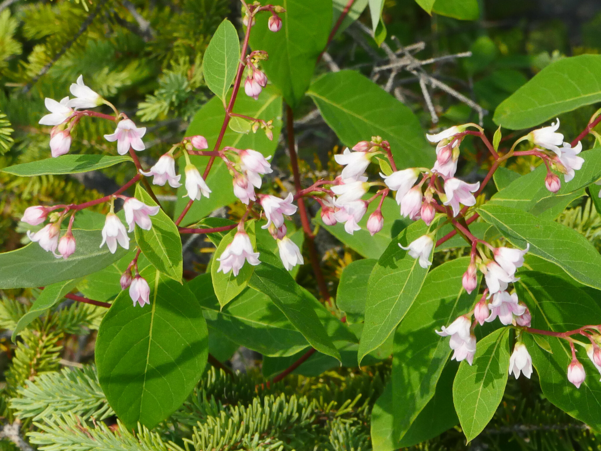 Apocynum
