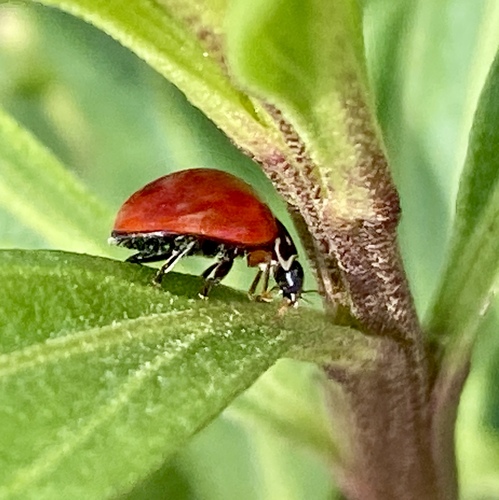 iNaturalist observation photo of Spotless Lady Beetle
