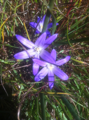 Brodiaea