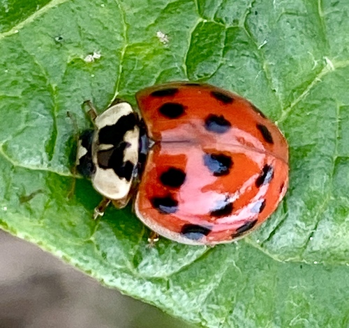 iNaturalist observation photo of Asian Lady Beetle