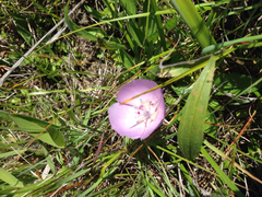 Calochortus uniflorus