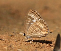 Jamides celeno aelianus