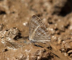 Jamides celeno aelianus