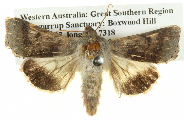 Helicoverpa prepodes