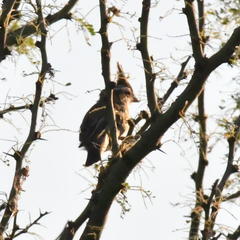 Lophospingus pusillus