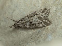 Eudonia rectilinea