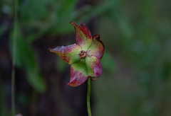 Sarracenia