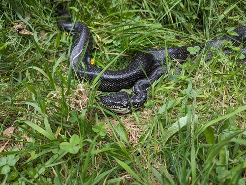 Diamond Python sighting