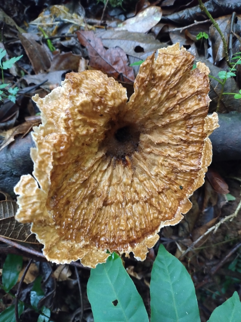 Cymatoderma caperatum · January 2024 · photo: © rturba (iNaturalist, cc-by-nc)