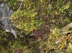 Occidozyga martensii