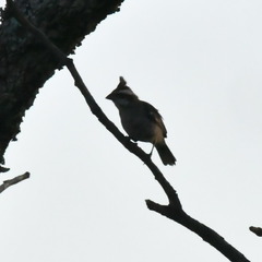 Lophospingus pusillus