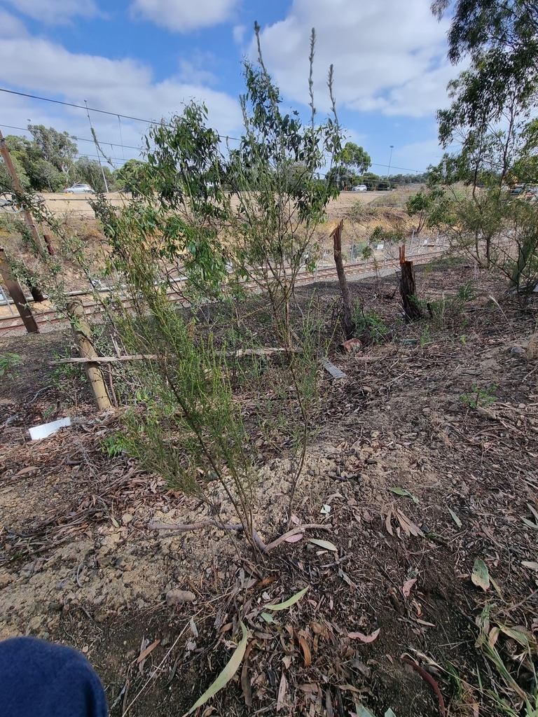 Sifton Bush from Greensborough VIC 3088, Australia on February 24, 2024 at 1031 AM by