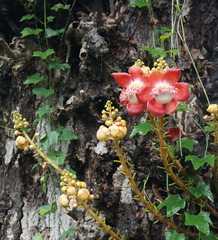 Couroupita guianensis