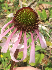 Echinacea sanguinea