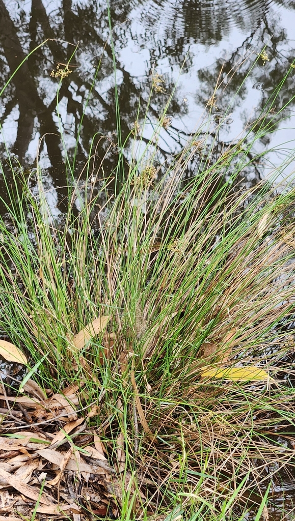 australian rush from Pine Mountain Bush Reserve on February 24, 2024 at ...