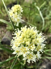 Toxicoscordion venenosum