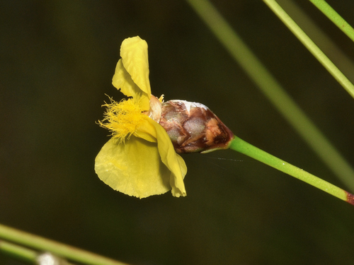 Image of Xyris elliottii by (c) James (Jim) Duggan, some rights reserved (CC BY-SA)
