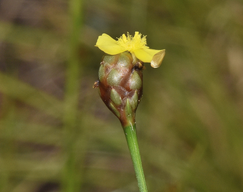 Image of Xyris jupicai by (c) James (Jim) Duggan, some rights reserved (CC BY-SA)