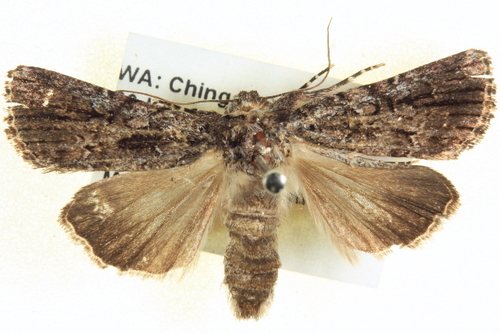Ectopatria contrasta