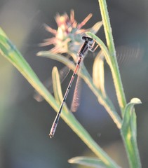 Ischnura hastata