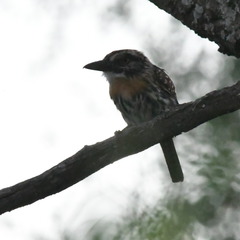 Nystalus maculatus