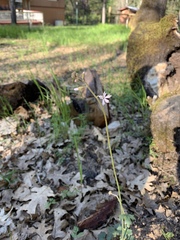 Lithophragma heterophyllum