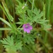 Geranium dissectum - Photo (c) Anne Parsons, μερικά δικαιώματα διατηρούνται (CC BY-NC), uploaded by Anne Parsons