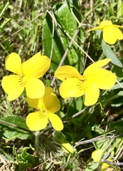 Viola nuttallii