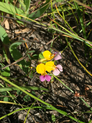 Hosackia gracilis