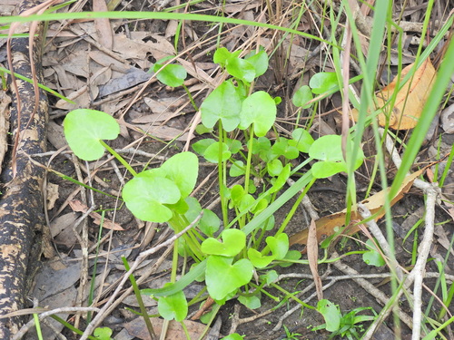 Nymphoides exiliflora (Nymphoides exiliflora)