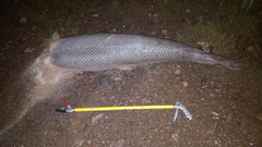 Atractosteus spatula