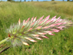 Trifolium angustifolium