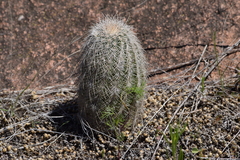 Echinocereus reichenbachii baileyi