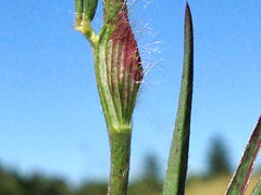 Trifolium angustifolium