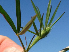 Trifolium angustifolium