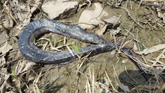 Amphiuma tridactylum