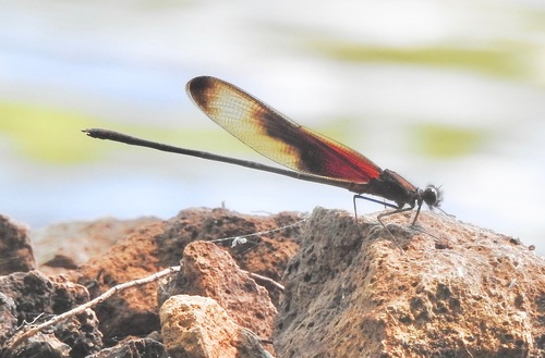 Smoky Rubyspot photo 5