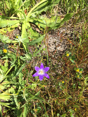 Brodiaea