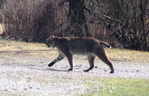 Bobcat photographed in Pennsylvania