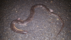 Liodytes rigida sinicola