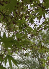 Acer japonicum