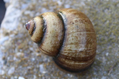 Asian Apple Snail
