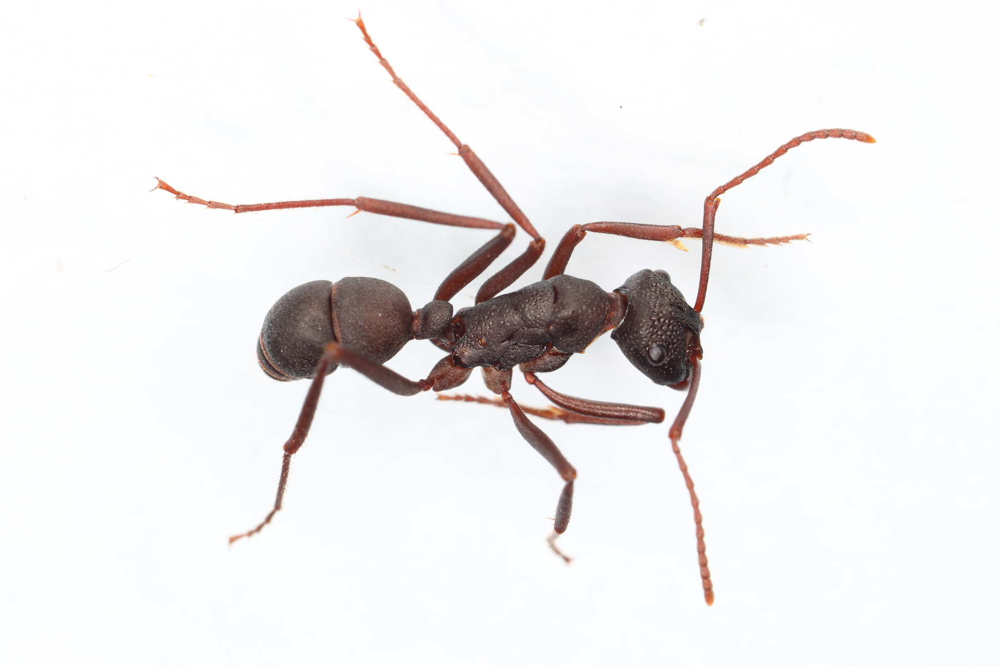 Rhytidoponera levior
