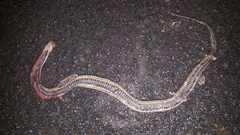 Liodytes rigida sinicola